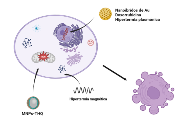 Internalización celular