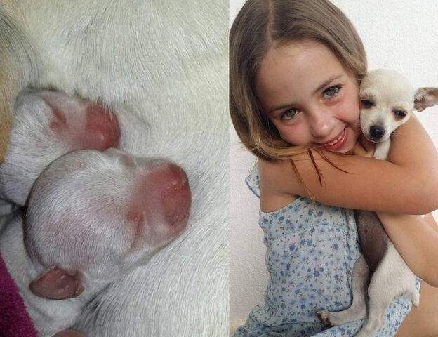 El neixament de les meves gosses