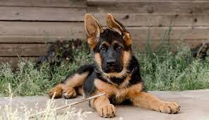 New dog