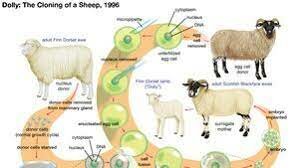 Cloning of Dolly