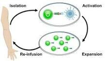 Cell therapy