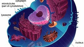 Timeline: Timeline of Cells