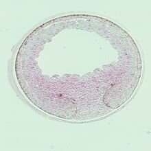 ROBERT BRIGGS Y TOMAS KING