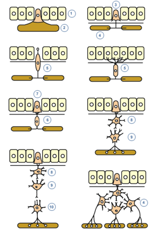 Aparición de las primeras neuronas