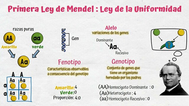 Leyes de Mendel