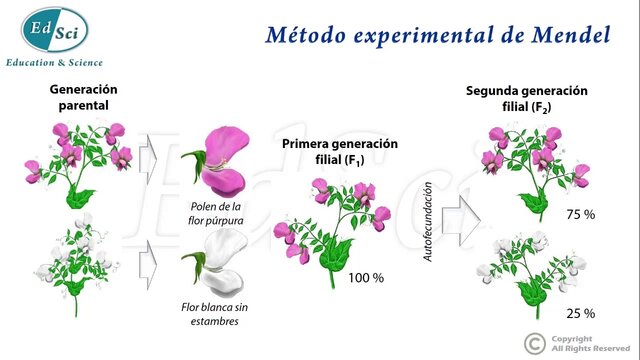 Experimentos de Mendel