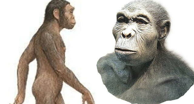 Homo Habilis