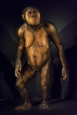 Australopithecus