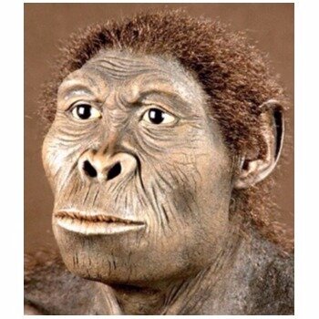 HOMO HABILIS