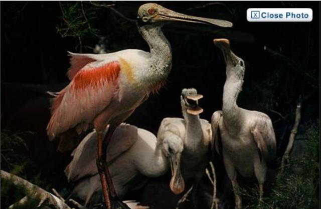 First All Colour Magazine