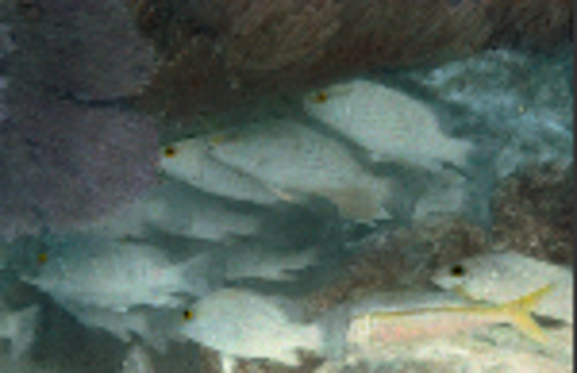 The first underwater colour photo was taken.