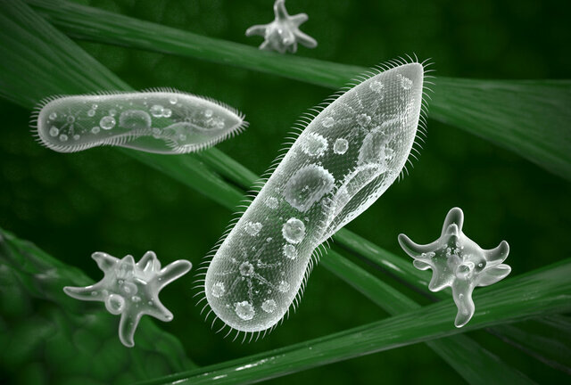 Surgimiento de las primeras neuronas