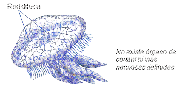 Primera agrupación de neuronas