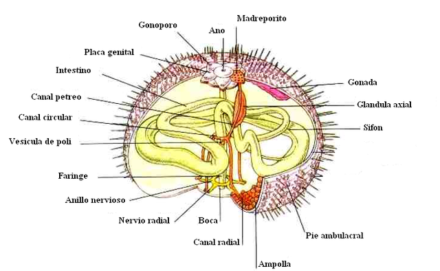 Anillos nerviosos y nervios radiales