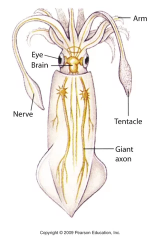Organización neuronal en moluscos