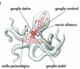 Estructura neuronal en cefalópodos