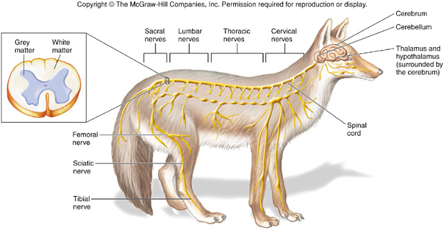 Complejidad de los mamíferos