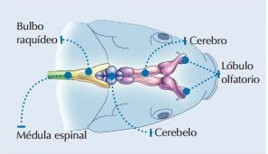 Desarrollo del sistema nervioso y el cerebro