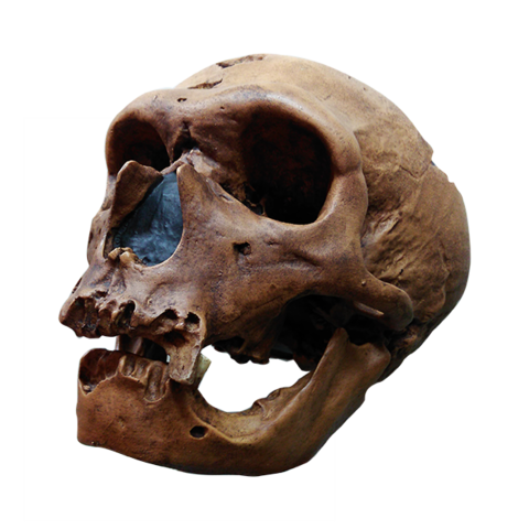 Homo neanderthalensis