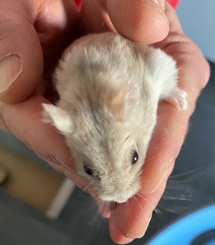 Mi hámster