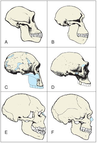 Menneskes utvandring av Afrika