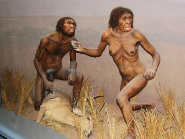 Homo erectus