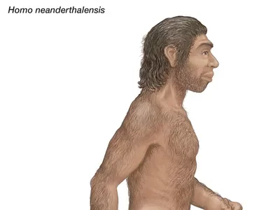 Homo sapiens/Neanderthalensis