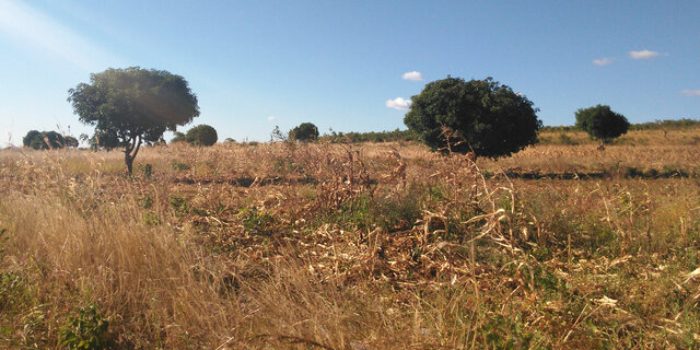 Jordbruket, en tragedie