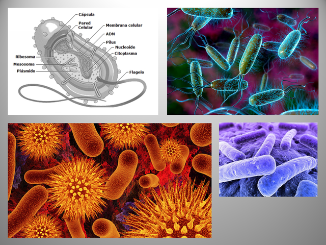Células procaritasó