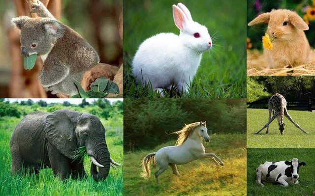 Animales terrestres