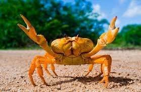 Crustaceos