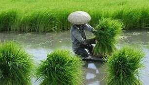 Método de producción asiático