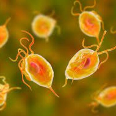 Timeline: Parasitología