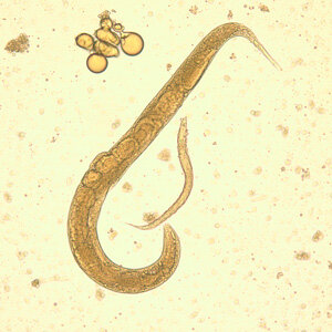 Strongyloides estercolaris