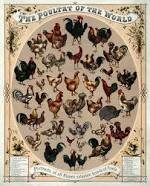 Poultry Products Inspection Act Passed