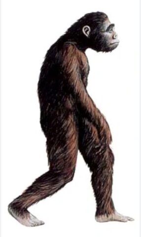 AUSTROLOPITHECUS