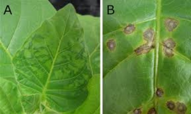 Tobacco mosaic virus