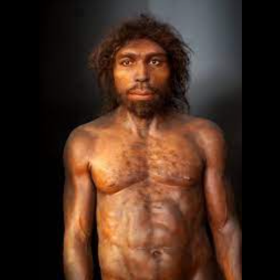 Timeline: homo erectus