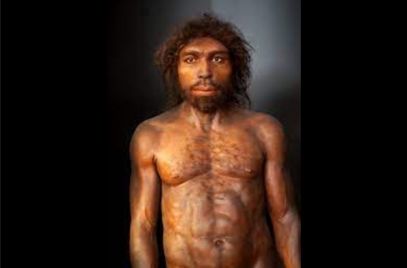 aperecio del homo erectus