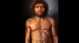 Timeline: homo erectus