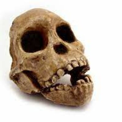 Timeline: CRONOLOGIA DE LA PREHISTORIA