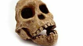 Timeline: CRONOLOGIA DE LA PREHISTORIA