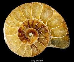 Extinción del Goniatites