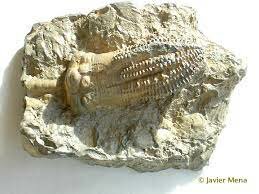 Crinoideos