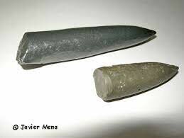 Belemnites