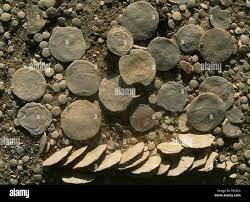 extinción del nummulite