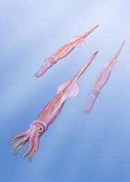 Extinción del Belemnite