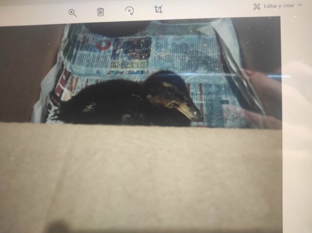 ME REGALAN UN PATO POR MI CUMPLE