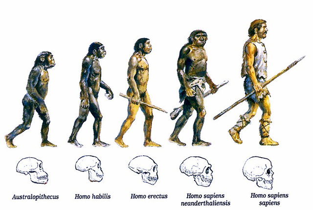2.5 milones de años surgio el primer cerebro