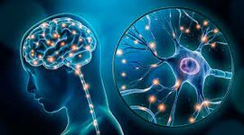 Timeline: Evolucion del Cerebro y descubrimientos